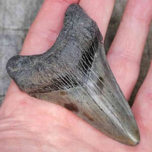 3 Inch Megalodon Shark Tooth
