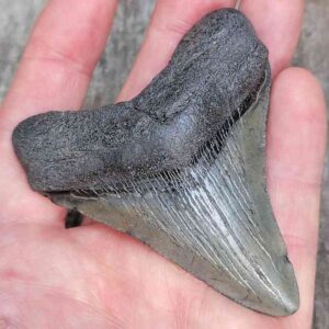 3 Inch Megalodon Shark Tooth
