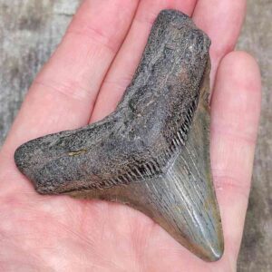 3 Inch Megalodon Shark Tooth
