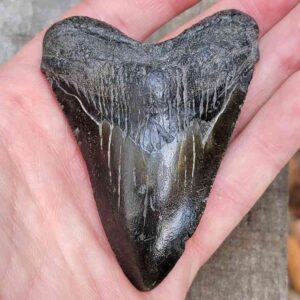 3 Inch Megalodon Shark Tooth
