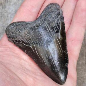 3 Inch Megalodon Shark Tooth