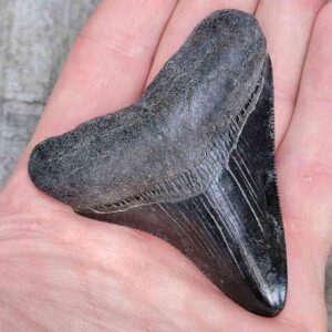 3 Inch Megalodon Shark Tooth