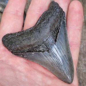 3 Inch Megalodon Shark Tooth