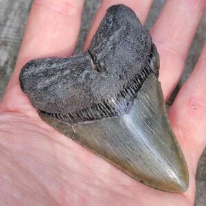 3 inch Megalodon Shark Tooth