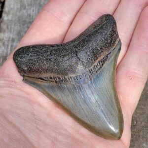 3 inch Megalodon Shark Tooth