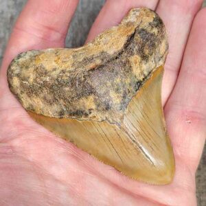 3 inch Megalodon Shark Tooth