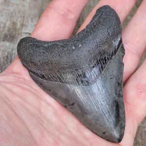 3 inch Megalodon Shark Tooth