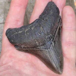 3 inch Megalodon Shark Tooth