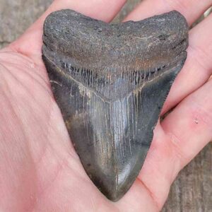 3 inch Megalodon Shark Tooth