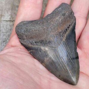 3 inch Megalodon Shark Tooth