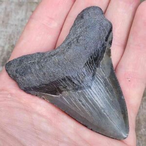 3 inch Megalodon Shark Tooth