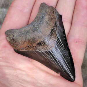 3 inch Megalodon Shark Tooth