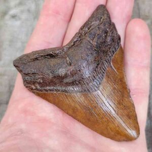 Megalodon Shark Tooth
