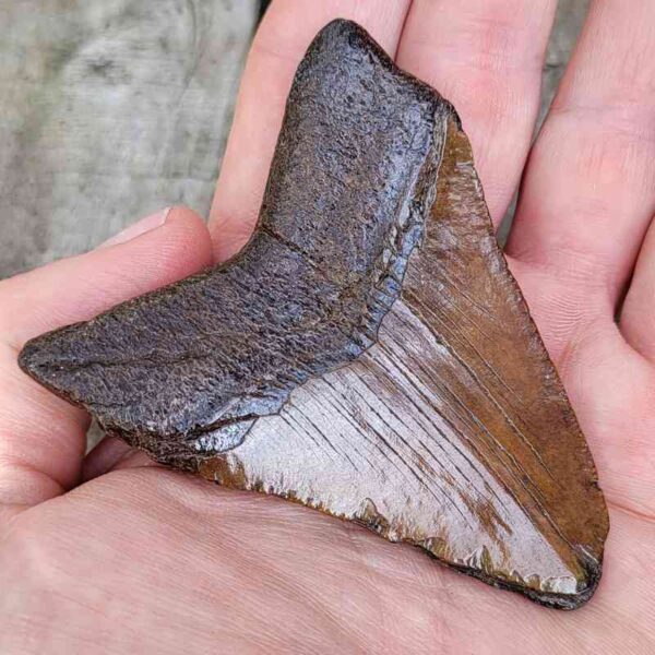 Megalodon Shark Tooth