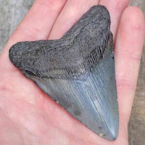 3 inch Megalodon Shark Tooth