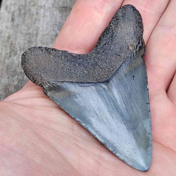 3 inch Megalodon Shark Tooth