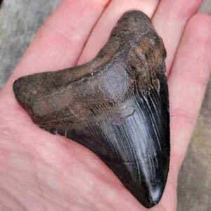 3 inch Megalodon Shark Tooth