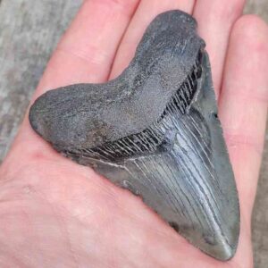 3 inch Megalodon Shark Tooth