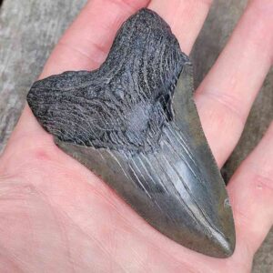 3 inch Megalodon Shark Tooth