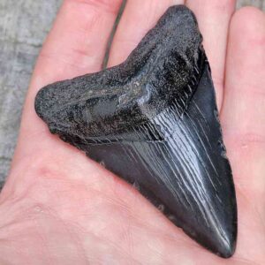 3 inch Megalodon Shark Tooth