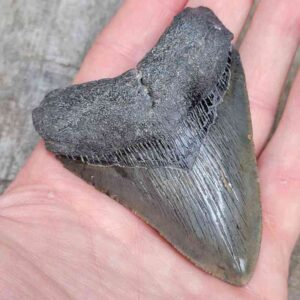 3 inch Megalodon Shark Tooth
