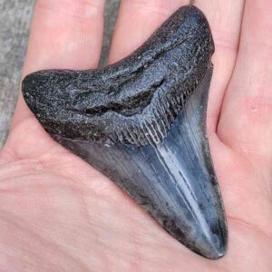 3 inch Megalodon Shark Tooth