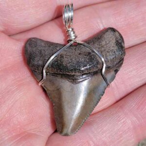 Craft Wire Wrapped Megalodon Shark Teeth Pendant