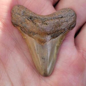 1.5" Megalodon Shark Teeth