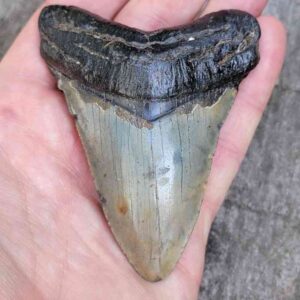 3.5" Megalodon Shark Teeth