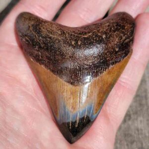 3" Polished Megalodon Tooth