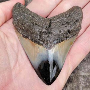Polished 3.5" Megalodon Teeth