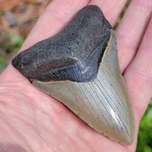 3 inch Megalodon Shark Tooth