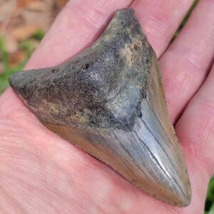 3 inch Megalodon Shark Tooth