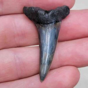 Fossil Desori Shark Teeth