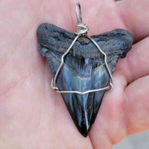 Craft Wire Wrapped Polished Megalodon Shark Tooth Pendant