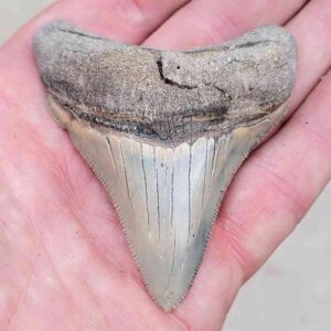 Chesapeake Bay Megalodon Shark Teeth