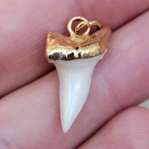 Gold Plated Modern Mako Shark Tooth Pendant
