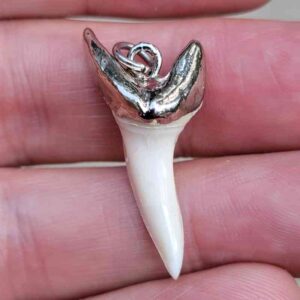 Silver Capped Mako Shark Tooth Pendants