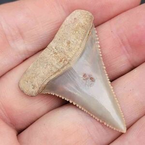 Chilean Great White Shark Tooth
