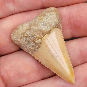 Chilean Great White Shark Tooth