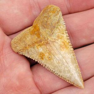 Chilean Great White Shark Tooth