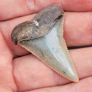 Chilean Great White Shark Tooth