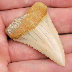 Chilean Great White Shark Tooth