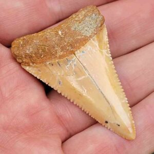 Chilean Great White Shark Tooth
