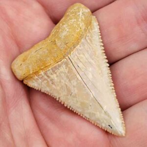 Chilean Great White Shark Tooth