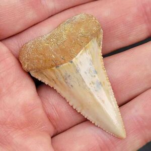Chilean Great White Shark Tooth