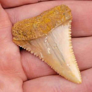 Chilean Great White Shark Tooth