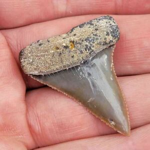 Chilean Great White Shark Tooth