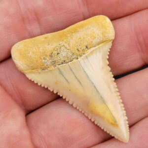 Chilean Great White Shark Tooth
