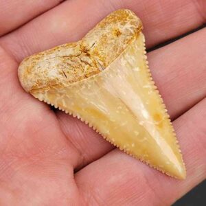 Chilean Great White Shark Tooth